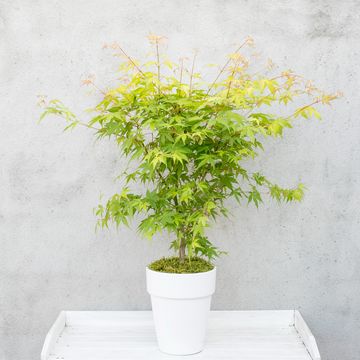 Acer palmatum 'Оранж Дрим'