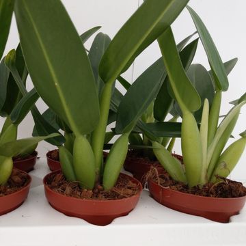 Filodendron 'Fatboy'