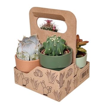 Cactus / Succulents MIX