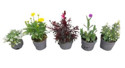 Plantes vivaces MIX