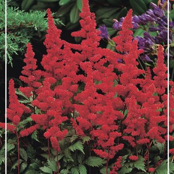 Astilbe 'Montgomery'
