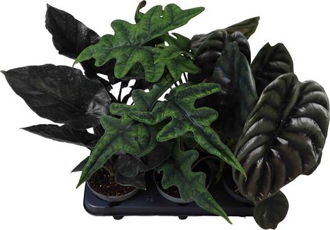 Alocasia MIX