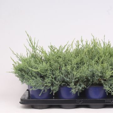 Juniperus x pfitzeriana 'Pfitzeriana Glauca'