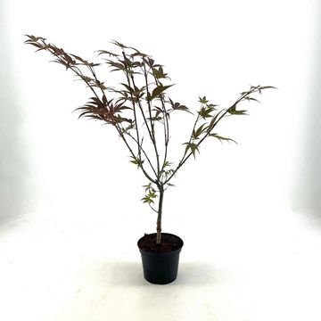 Acer palmatum 'Yezo-nishiki'