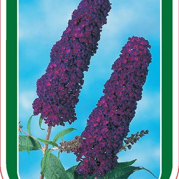 Buddleja davidii 'Black Knight'