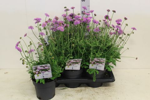 Scabiosa columbaria 'Pink Mist'