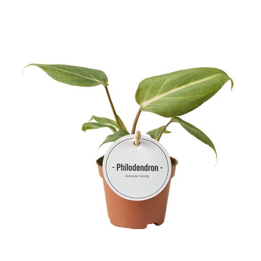 Philodendron gloriosum