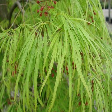 Acer palmatum 'Dissectum'