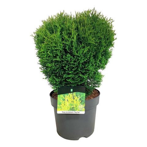 Thuja occidentalis 'Tiny Tim'