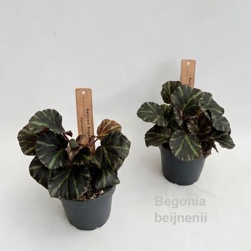 Begonia beijnenii