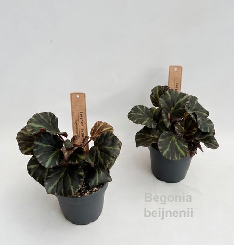 Begonia beijnenii