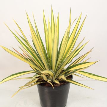 Yucca filamentosa 'Color Guard'