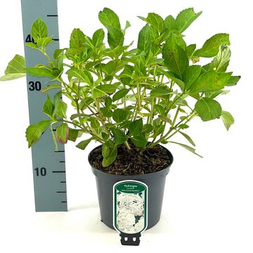 Hydrangea macrophylla 'Madame Emile Mouillère'