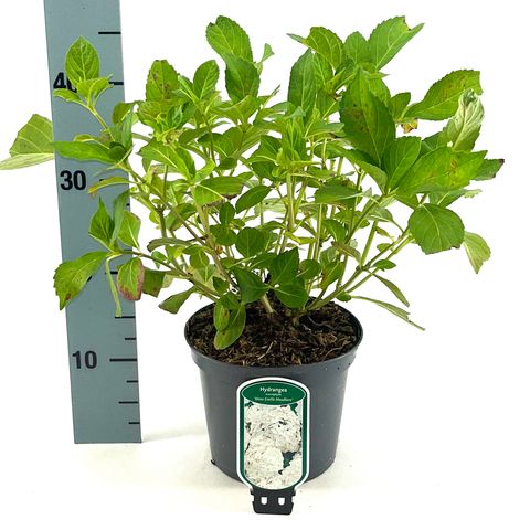 Hydrangea macrophylla 'Madame Emile Mouillère'