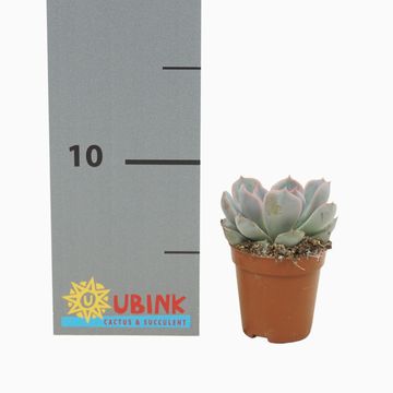 Echeveria 'Orion'
