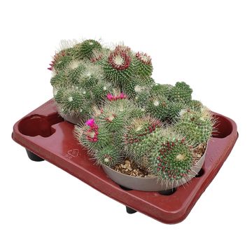Mammillaria spinosissima 'Un Pico'