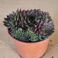 Sempervivum 'Cay'