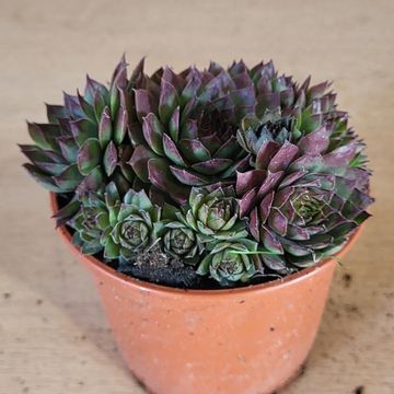 Sempervivum 'Cay'