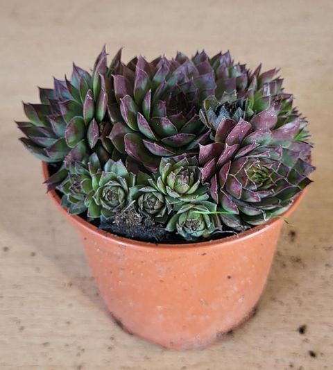 Sempervivum 'Cay'