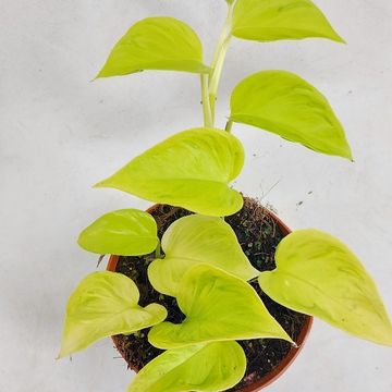 Epipremnum 'Champs Élysées'