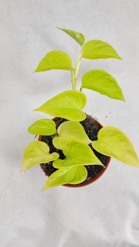 Epipremnum 'Champs Élysées'