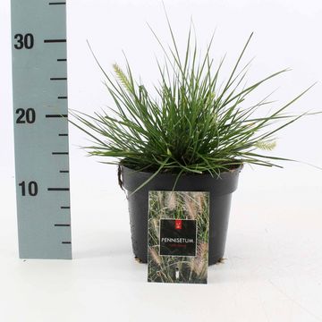 Pennisetum alopecuroides 'Little Bunny'