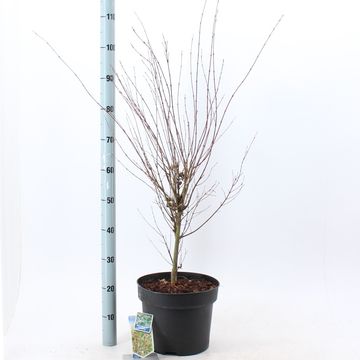 Acer palmatum 'Butterfly'