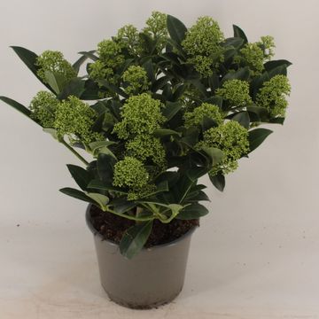 Skimmia japonica WHITE GLOBE