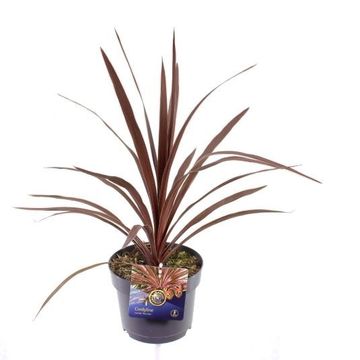 Cordyline australis 'Red Star' Cordyline australis 'Red Star'
