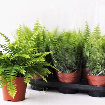 Nephrolepis exaltata 'Bostoniensis'