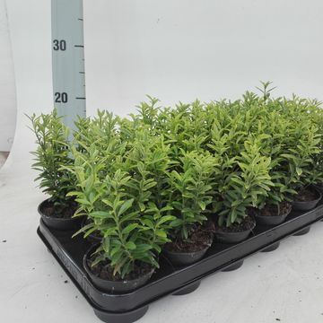 Euonymus japonicus 'Микрофиллус Ауреовариегатус'