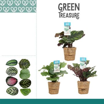 Calathea MIX