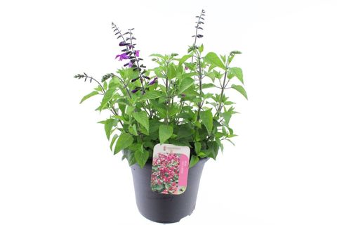 Salvia 'Amante'