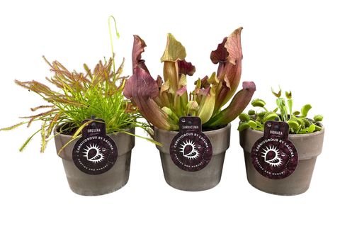 Carnivorous plants MIX