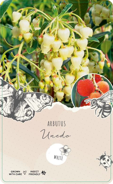 Arbutus unedo