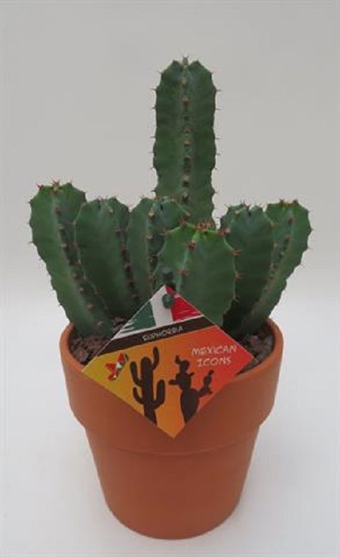Euphorbia resinifera