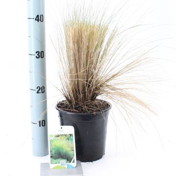 Stipa tenuissima 'Ponytails'