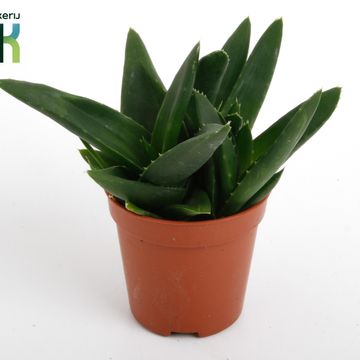 Haworthia pentagona
