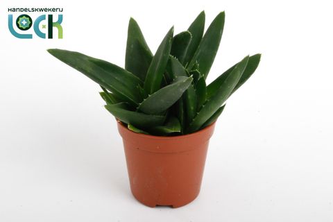 Haworthia pentagona