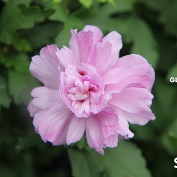 Hibiscus syriacus 'Ardens'