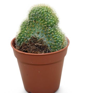 Weberbauerocereus johnsonii cristata