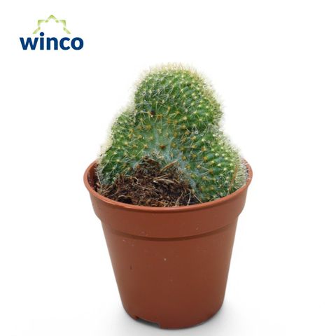 Weberbauerocereus johnsonii cristata