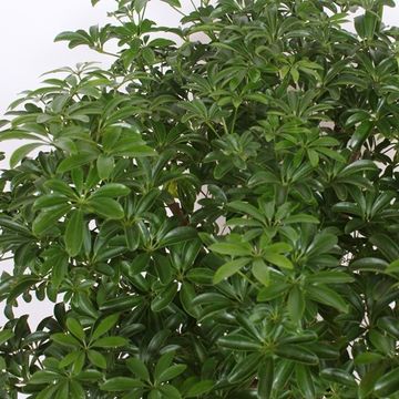 Schefflera arboricola 'Luseana'