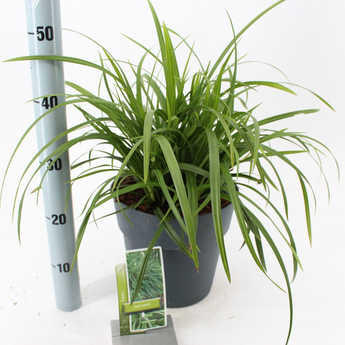carex-morrowii-plant-wholesale-floraccess