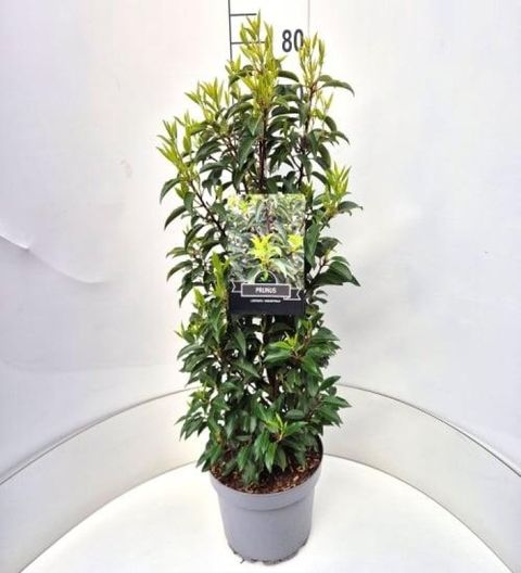 Prunus lusitanica 'Angustifolia'