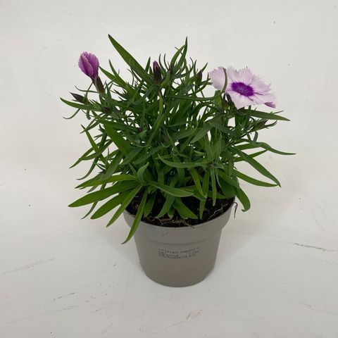 Диантус 'Diana Lavender Picotee'