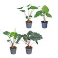 Alocasia MIX