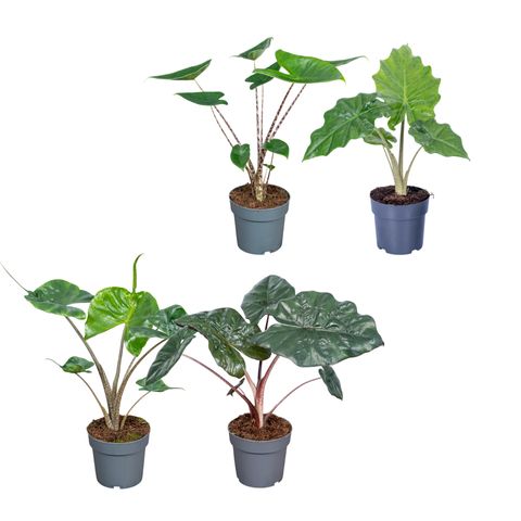 Alocasia MIX