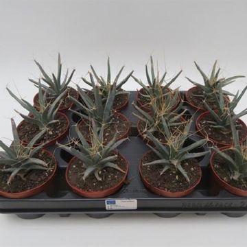 Leuchtenbergia principis