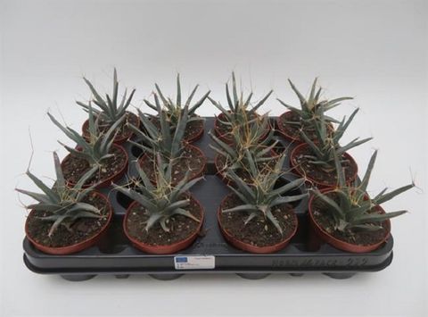 Leuchtenbergia principis